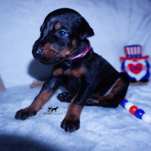 Champion Bloodlines Ursa 10